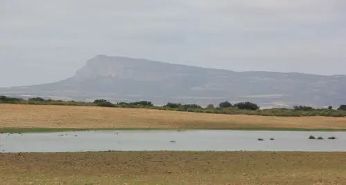 Humedales-Almansa-La-Sierra9