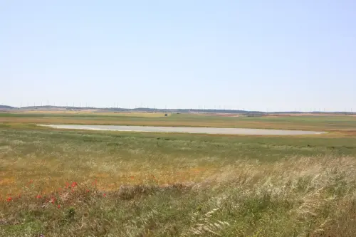 Humedales-Chinchilla-Hoya-Veilla-Laguna-de-Hoya-Pelada2