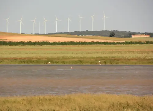 Humedales-Chinchilla-Hoya-Veilla-Laguna-de-Hoya-Pelada4