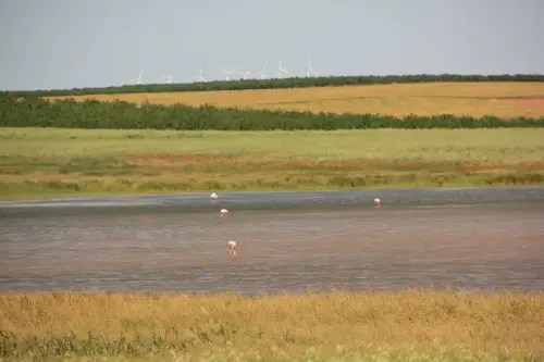 Humedales-Chinchilla-Hoya-Veilla-Laguna-de-Hoya-Pelada5