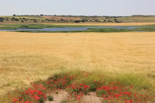 Humedales-Chinchilla-Hoya-Veilla