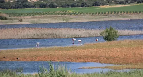 Humedales-Chinchilla-Hoya-Veilla4