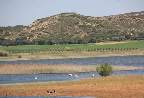 Humedales-Chinchilla-Hoya-Veilla5