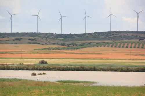 Humedales-Corral-Rubio-Hoya-Grande11