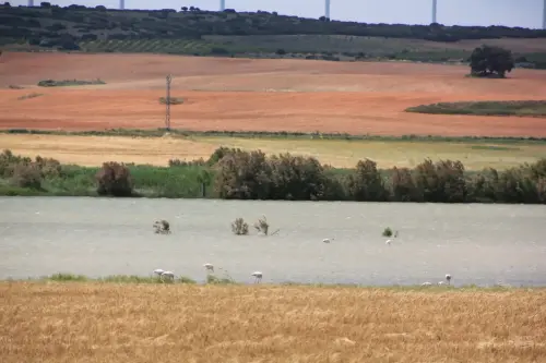 Humedales-Corral-Rubio-Hoya-Grande12