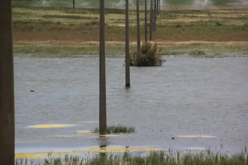 Humedales-Corral-Rubio-Hoya-del-Pozo3