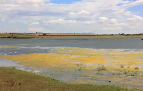 Humedales-Corral-Rubio-Hoya-del-Pozo5