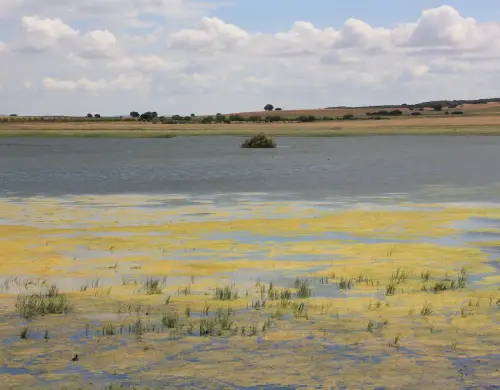 Humedales-Corral-Rubio-Hoya-del-Pozo6