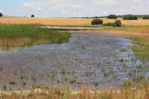 Humedales-Corral-Rubio-Laguna-Hoya-de-la-Hierba