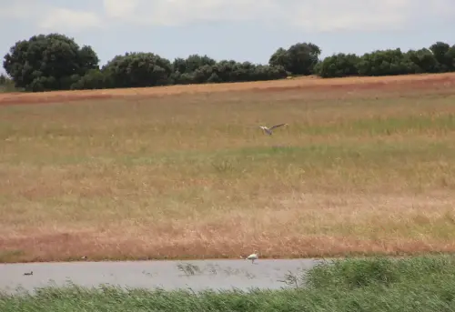 Humedales-Corral-Rubio-Laguna-Hoya-de-la-Hierba10