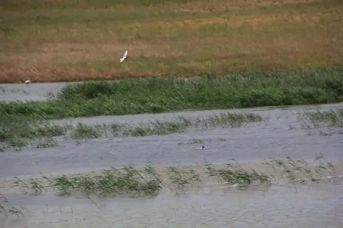 Humedales-Corral-Rubio-Laguna-Hoya-de-la-Hierba11