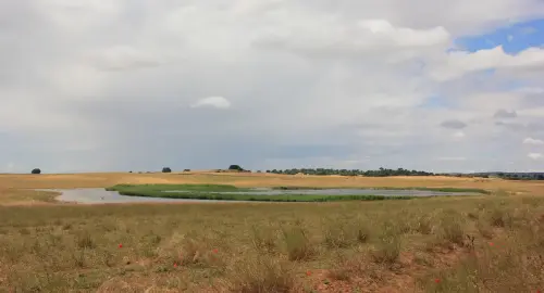 Humedales-Corral-Rubio-Laguna-Hoya-de-la-Hierba4