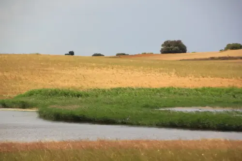 Humedales-Corral-Rubio-Laguna-Hoya-de-la-Hierba5
