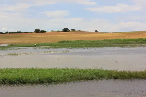 Humedales-Corral-Rubio-Laguna-Hoya-de-la-Hierba6