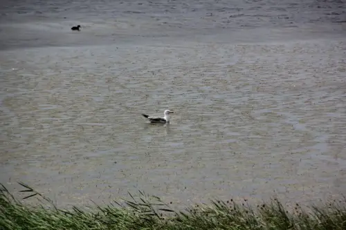 Humedales-Corral-Rubio-Laguna-Hoya-de-la-Hierba7