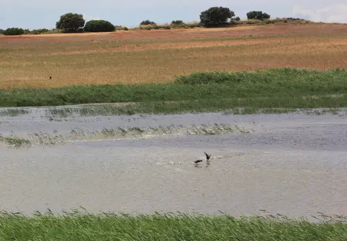 Humedales-Corral-Rubio-Laguna-Hoya-de-la-Hierba8