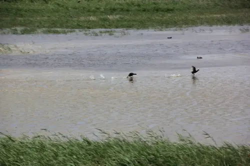 Humedales-Corral-Rubio-Laguna-Hoya-de-la-Hierba9