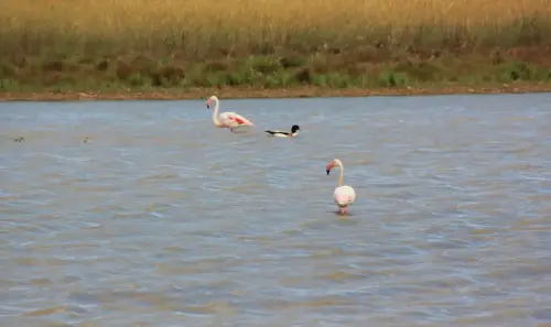 Humedales-Corral-Rubio-Laguna-de-Hoya-Elvira3