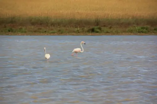 Humedales-Corral-Rubio-Laguna-de-Hoya-Elvira4