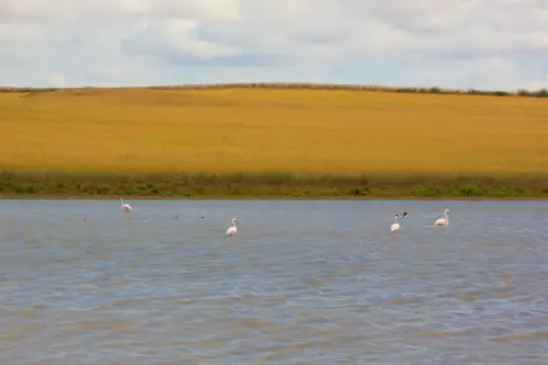 Humedales-Corral-Rubio-Laguna-de-Hoya-Elvira6