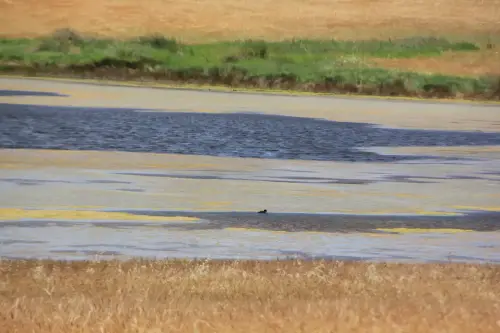 Humedales-Corral-Rubio-Laguna-de-Hoya-Rasa5