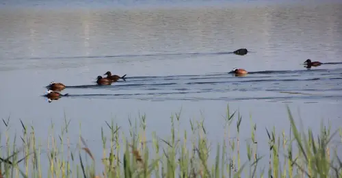 Humedales-Corral-Rubio-Laguna-de-La-Higuera-San-Jose2