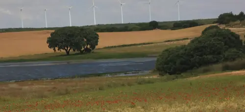 Humedales-Corral-Rubio-Laguna-de-Mojon-Blanco-Hoya-Blanca5