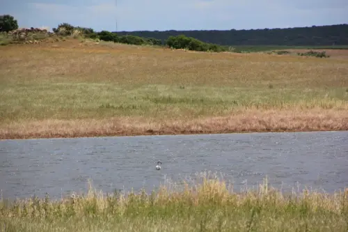 Humedales-Corral-Rubio-Laguna-del-Salarejo2