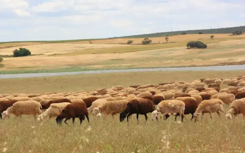 Humedales-Corral-Rubio-Laguna-del-Salarejo5