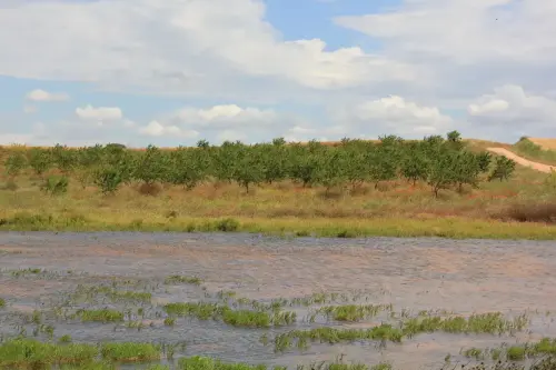 Humedales-Corral-Rubio-a-Bonete-La-Torrecilla10