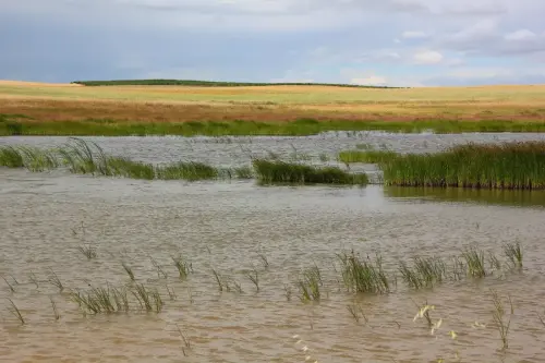 Humedales-Corral-Rubio-a-Bonete-La-Torrecilla13