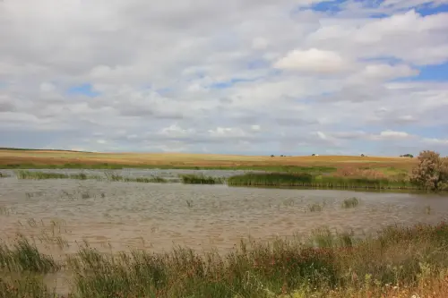 Humedales-Corral-Rubio-a-Bonete-La-Torrecilla14