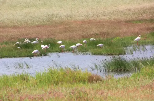Humedales-Corral-Rubio-a-Bonete-La-Torrecilla8