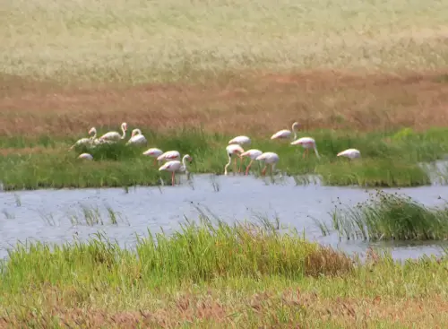 Humedales-Corral-Rubio-a-Bonete-La-Torrecilla9