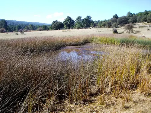 Humedales-Cotillas-Laguna-de-Bonache-Calar-del-Mundo5
