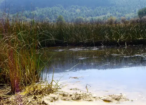 Humedales-Cotillas-Laguna-de-Bonache-Calar-del-Mundo6