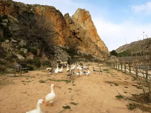Humedales-Fuentealbilla-Laguna-del-Hoyo-Los-Galayos6