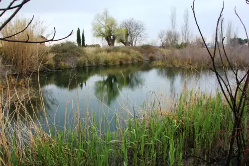 Humedales-Hellin-La-Fuente-de-Isso-Hellin2