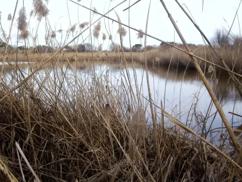 Humedales-Hellin-Laguna-de-los-Patos-Hellin6