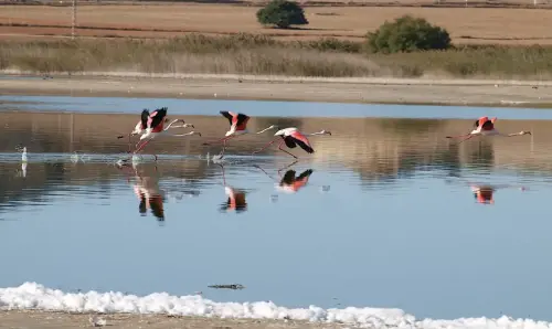 Humedales-Petrola-laguna-salada16