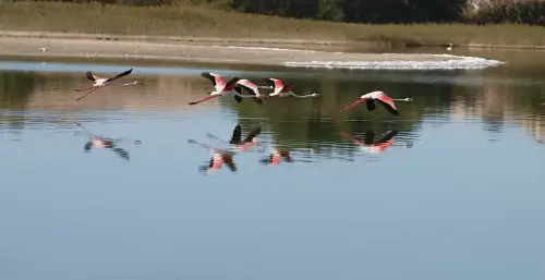 Humedales-Petrola-laguna-salada17