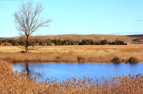 Humedales-Robledo-Ojos-de-Villaverde2