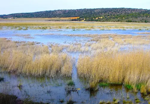 Humedales-Robledo-Ojos-de-Villaverde6