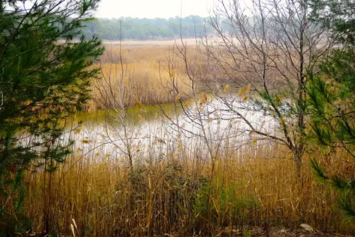 Humedales-Tobarra-Laguna-de-Alboraj10