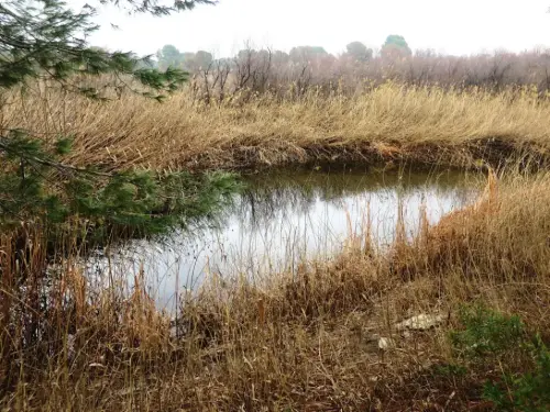 Humedales-Tobarra-Laguna-de-Alboraj15