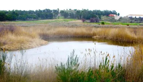 Humedales-Tobarra-Laguna-de-Alboraj7