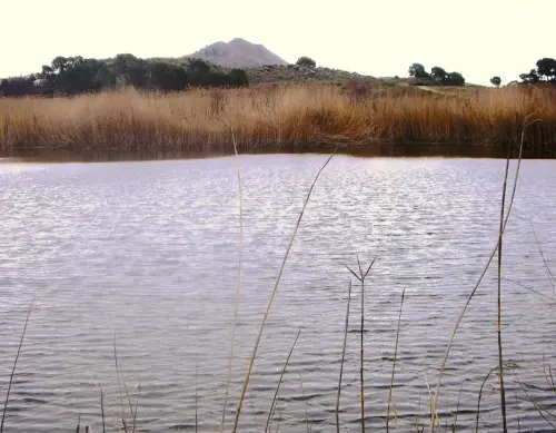 Humedales-Tobarra-Laguna-de-Alboraj9