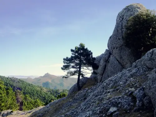 Los-Picarazos-Frailes-Villaverde-de-Guadalimar6