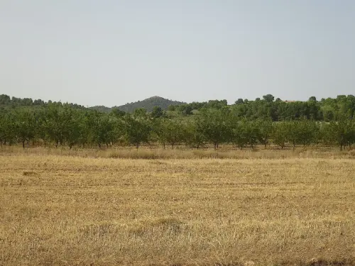 Pico-Trifillas-Lietor