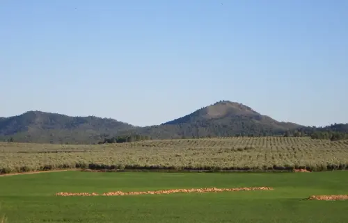 Sa-del-Baladre-pico-Reyes-842